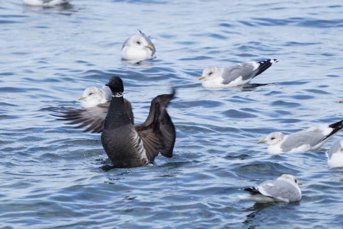 英語喫茶ホーム画像